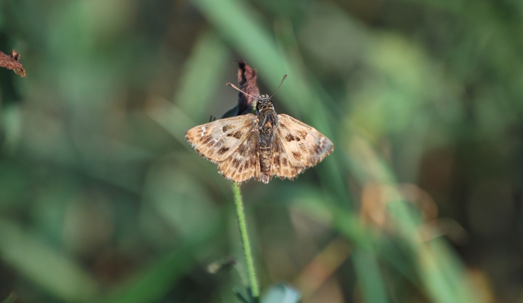 Dubbio Carcharodus